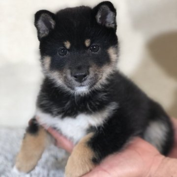 柴犬(豆柴)【茨城県・女の子・2024年3月17日・黒】の写真「とっても小さなかわいい女の子💕」