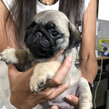 パグ【茨城県・男の子・2024年7月11日・フォーン】の写真「とってもかわいい男の子です😍💕」