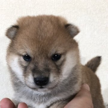 柴犬(豆柴)【茨城県・女の子・2023年1月10日・赤】の写真「両親豆柴認定犬🐕
とってもかわいい女の子です💕」