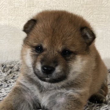 柴犬(豆柴)【茨城県・女の子・2023年3月3日・赤】の写真「4代祖豆柴❣️
とってもかわいい女の子💕」