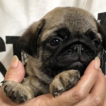 パグ【茨城県・男の子・2024年7月11日・フォーン】の写真「とってもかわいい男の子です😍💕」