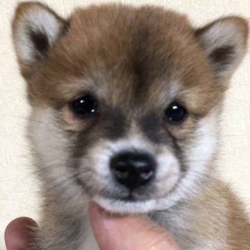 柴犬(豆柴)【茨城県・男の子・2023年10月7日・赤】の写真「とってもかわいい男の子です❣️」