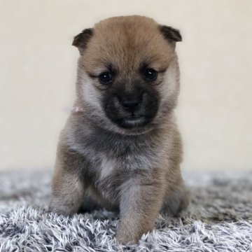 柴犬(豆柴)【茨城県・女の子・2024年9月4日・赤】の写真「とっても小さな豆柴です❣️」