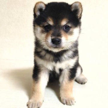 柴犬(豆柴)【茨城県・女の子・2023年1月3日・黒】の写真「４代祖豆柴🐕とってもかわいい女の子です💕」