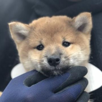 柴犬(豆柴)【茨城県・男の子・2022年9月29日・赤】の写真「4代祖豆柴　とってもかわいい男の子です❣️」