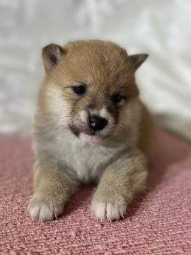 柴犬(豆柴)【茨城県・女の子・2021年12月19日・赤】の写真「両親豆柴認定犬、
とってもかわいい女の子です❣️」