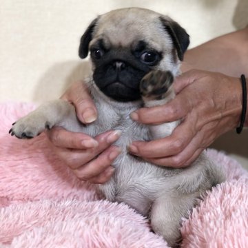 パグ【茨城県・男の子・2024年7月7日・フォーン】の写真「とってもかわいい男の子です😍💕」