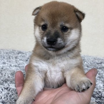 柴犬(豆柴)【茨城県・女の子・2024年7月18日・赤】の写真「4代祖先豆柴
とってもかわいい女の子です😍💕」