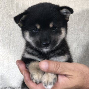 柴犬(豆柴)【茨城県・女の子・2023年6月10日・黒】の写真「4代祖豆柴
とってもかわいい女の子です❣️」