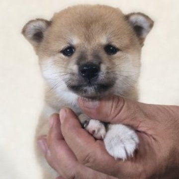 柴犬(豆柴)【茨城県・女の子・2023年6月10日・赤】の写真「4代祖豆柴
とってもかわいい女の子です❤️」