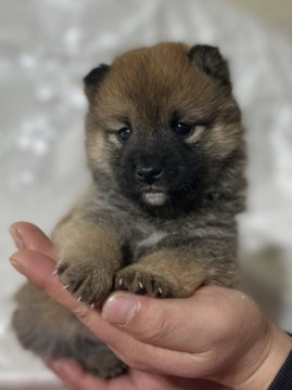 柴犬(豆柴)【茨城県・男の子・2021年12月19日・赤】の写真「両親豆柴認定犬、とってもかわいい男の子です❣️」