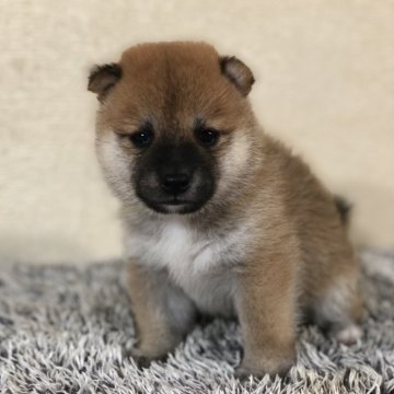 柴犬(豆柴)【茨城県・男の子・2024年9月5日・赤】の写真「代々豆柴犬！
とってもかわいい男の子😍❤️」