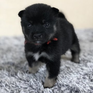 柴犬(豆柴)【茨城県・女の子・2024年9月4日・黒】の写真「代々豆柴犬❣️
小さい豆柴お探しの方おすすめ‼️」