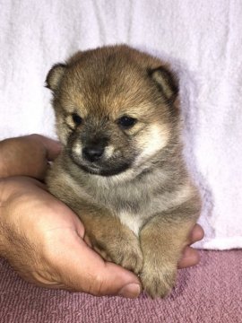 柴犬(豆柴)【茨城県・男の子・2022年2月14日・赤】の写真「4代祖豆柴犬　極小です❣️」