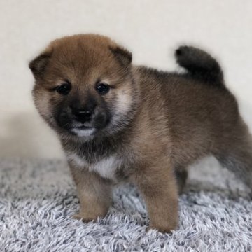 柴犬(豆柴)【茨城県・男の子・2023年9月1日・赤】の写真「両親豆柴認定犬　とってもかわいい男の子❣️」