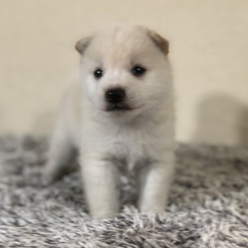 柴犬(豆柴)【茨城県・男の子・2024年9月5日・白】の写真「代々豆柴犬❣️
とってもかわいい男の子😍💕」