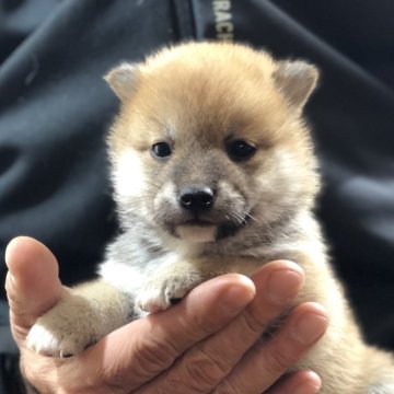 柴犬(豆柴)【茨城県・男の子・2023年12月22日・赤】の写真「4代祖豆柴　
とってもかわいい男の子❤️」