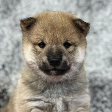 柴犬(豆柴)【茨城県・男の子・2022年9月29日・赤】の写真「4代祖豆柴　とってもかわいい男の子です❣️」