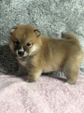 柴犬(豆柴)【茨城県・男の子・2022年7月22日・赤】の写真「両親豆柴認定犬　とってもかわいい男の子です❣️」