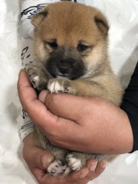 柴犬(豆柴)【茨城県・男の子・2021年10月1日・赤】の写真「4代祖豆柴犬　とってもかわいい男の子です！」