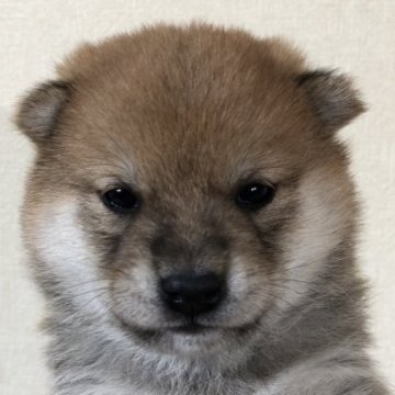 柴犬(豆柴)【茨城県・男の子・2023年1月10日・赤】の写真「両親豆柴認定犬
とってもかわいい男の子です💕」