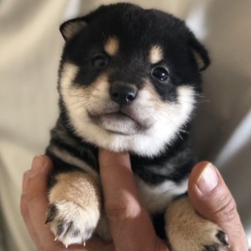 柴犬(豆柴)【茨城県・男の子・2023年1月3日・黒】の写真「4代祖豆柴犬！とってもかわいい男の子💕」