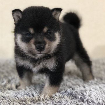 柴犬(豆柴)【茨城県・男の子・2024年9月4日・黒】の写真「とっても小さなかわいい男の子😍❤️」