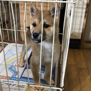 柴犬(豆柴)【茨城県・男の子・2023年9月2日・赤】の写真「4代祖豆柴　とってもおりこうさんですょ❣️」