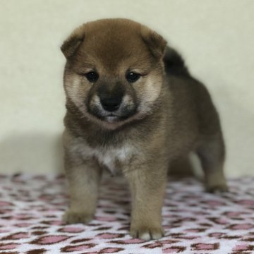 柴犬(豆柴)【茨城県・女の子・2024年4月29日・赤】の写真「4代祖豆柴　とってもかわいい女の子😍」