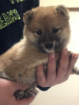 柴犬(豆柴)【茨城県・男の子・2021年12月19日・赤】の写真「両親豆柴認定犬❣️
とってもかわいい男の子です。」