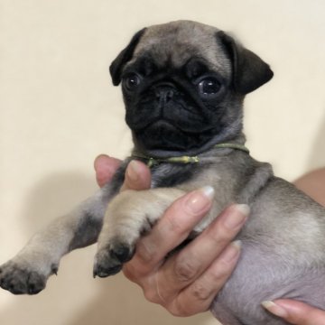 パグ【茨城県・女の子・2024年7月11日・フォーン】の写真「とってもかわいい😍女の子です💕」