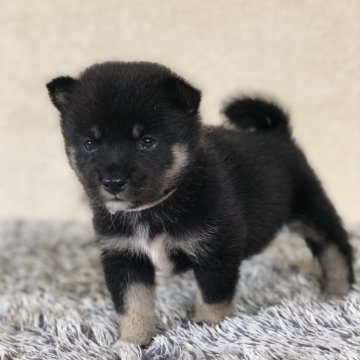 柴犬(豆柴)【茨城県・女の子・2024年9月4日・黒】の写真「とっても小さなかわいい女の子💕」