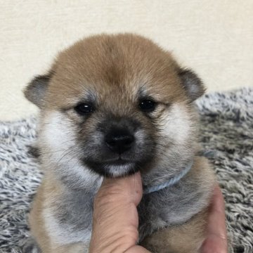 柴犬(豆柴)【茨城県・男の子・2024年9月5日・赤】の写真「代々豆柴犬❣️
とってもかわいい男の子😍」