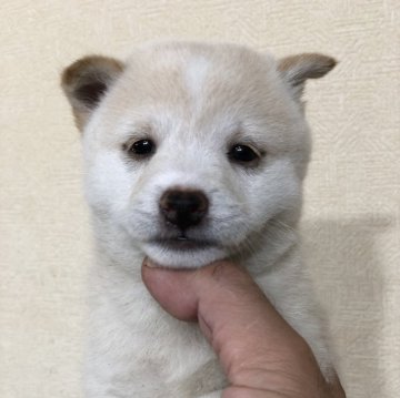 柴犬(豆柴)【茨城県・女の子・2024年7月27日・白】の写真「とってもかわいい女の子💕」