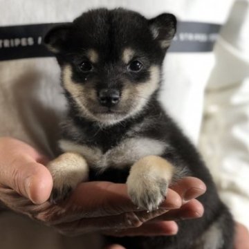 柴犬(豆柴)【茨城県・男の子・2023年10月7日・黒】の写真「小さい豆柴お探しの方、おすすめです‼️」