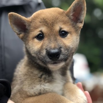 柴犬(豆柴)【茨城県・男の子・2024年5月5日・赤】の写真「4代祖豆柴　とってもかわいい男の子です😍」