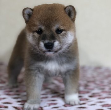 柴犬(豆柴)【茨城県・女の子・2024年4月29日・赤】の写真「4代祖豆柴　とってもかわいい女の子😍」