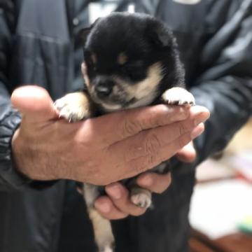 柴犬(豆柴)【茨城県・男の子・2022年11月17日・黒】の写真「とっても小さいです❣️
かわいい男の子😍」