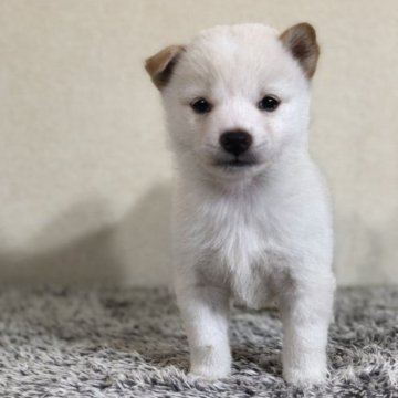 柴犬(豆柴)【茨城県・男の子・2023年10月7日・白】の写真「小さい豆柴お探しの方おすすめ‼️」