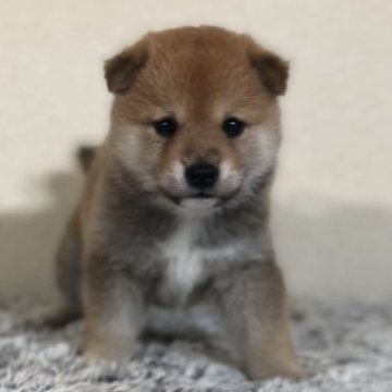 柴犬(豆柴)【茨城県・男の子・2023年9月1日・赤】の写真「両親豆柴認定犬　とってもかわいい男の子❣️❣️」