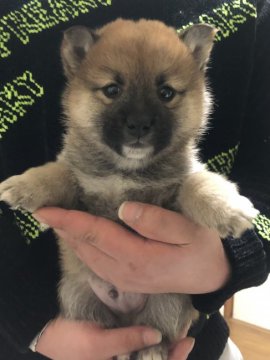 柴犬(豆柴)【茨城県・男の子・2021年12月19日・赤】の写真「両親豆柴認定犬❣️
とってもかわいい男の子です。」