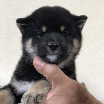 柴犬(豆柴)【茨城県・男の子・2023年12月12日・黒】の写真「4代祖豆柴　とってもかわいい男の子です❣️」