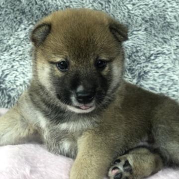 柴犬(豆柴)【茨城県・男の子・2022年7月22日・赤】の写真「両親豆柴認定犬　とってもかわいい男の子です❣️」