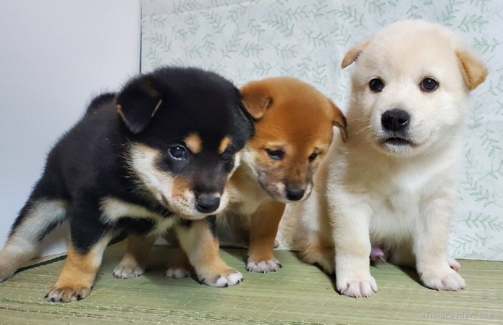 戸張　紀子(とばり　のりこ)ブリーダー(千葉県・柴犬など・JKC登録)の紹介写真5