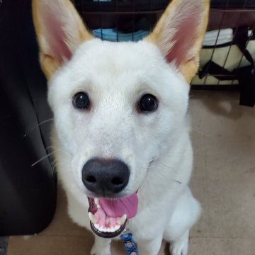 柴犬(標準サイズ)【千葉県・男の子・2024年4月18日・白】の写真「お耳が大きくて真っ黒なお鼻の男の子！」