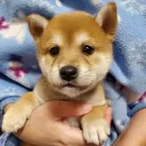 柴犬(標準サイズ)【千葉県・男の子・2024年10月28日・赤】の写真1
