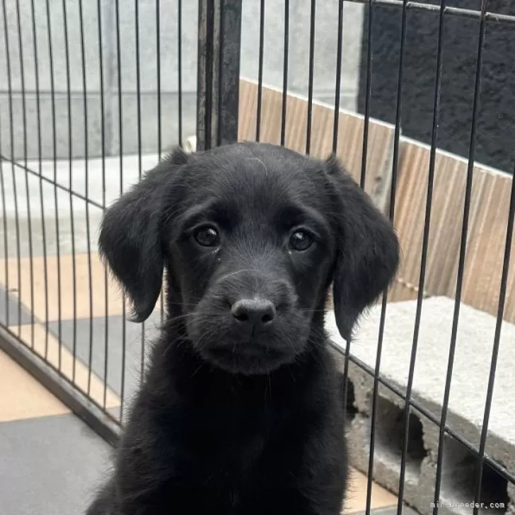 みお 様のお迎えした子犬