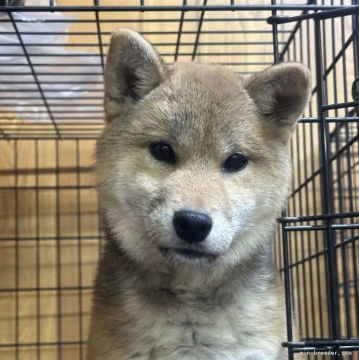 柴犬(標準サイズ)【岡山県・女の子・2024年9月12日・赤】の写真1