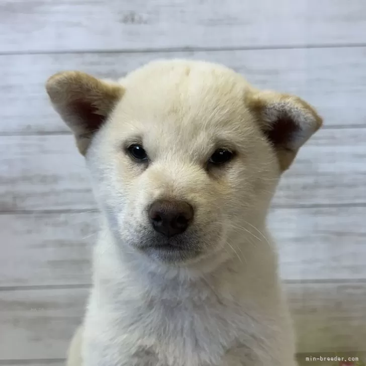 柴犬(標準サイズ)【岡山県・男の子・2024年9月28日・🤍】の写真1