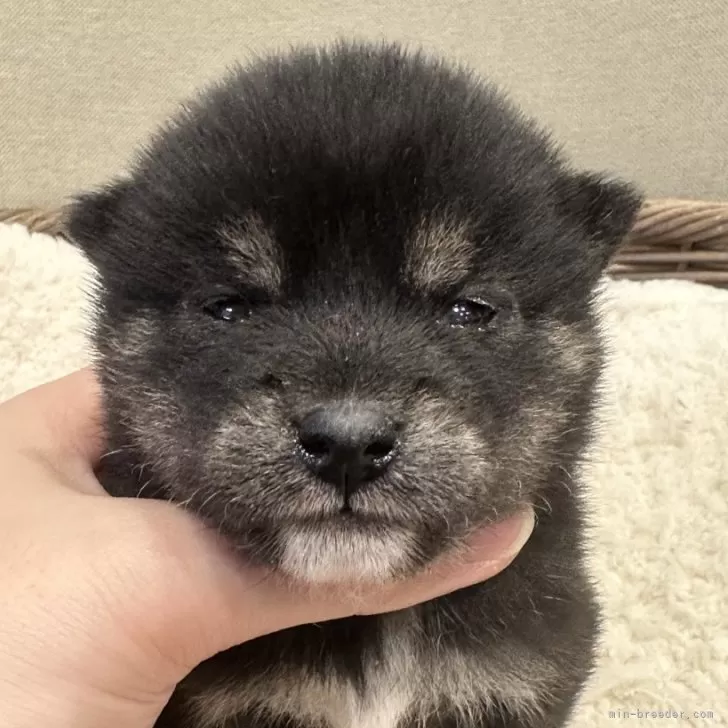 オリひこ 様のお迎えした子犬